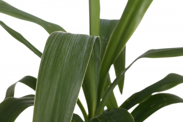 Растение Юкка 11/40
