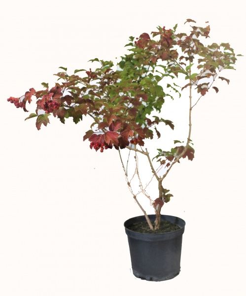 Саженец MegaPlant Калина обыкновенная С5