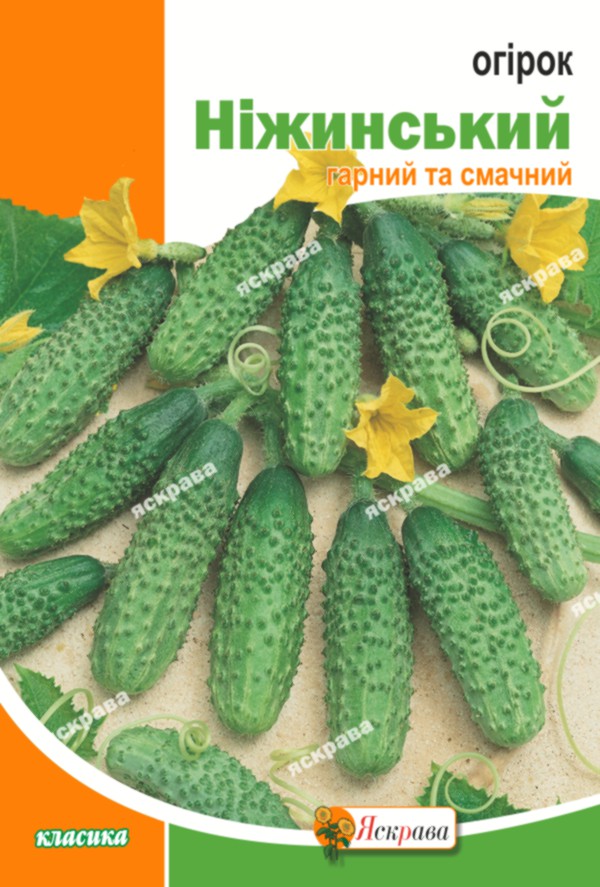 Семена Яскрава огурец Нежинский
