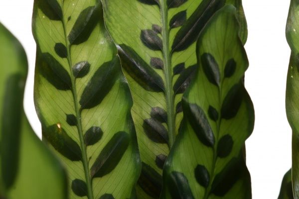 Рослина Калатея 17х80 см Ланціфолія