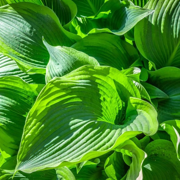 Растение Хоста видовая С5