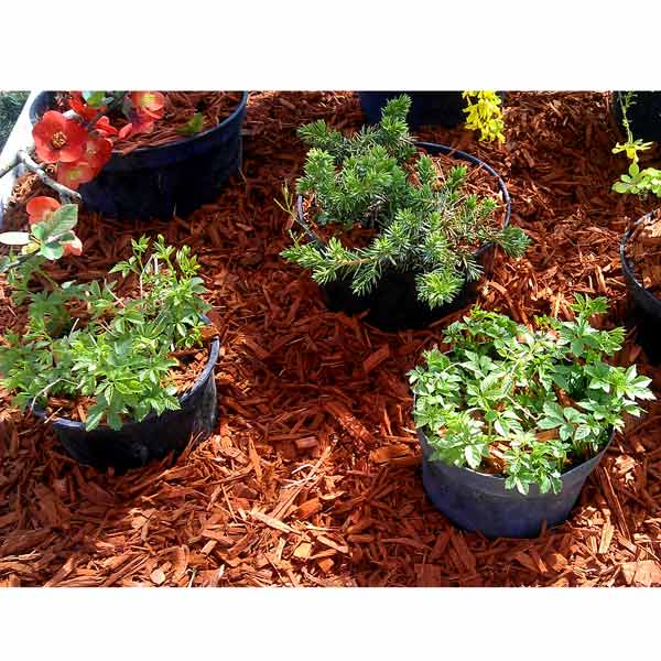 Мульча древесная декоративная колорированная, цвет ТЕРРАКОТ 70 л