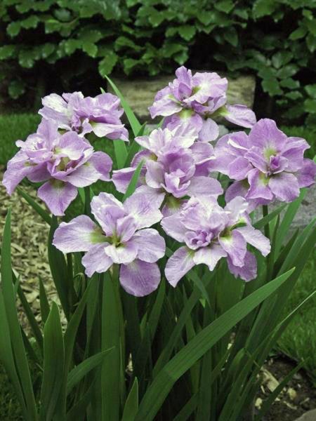 Корневище ириса Кита Но-Сийза 1 шт. 