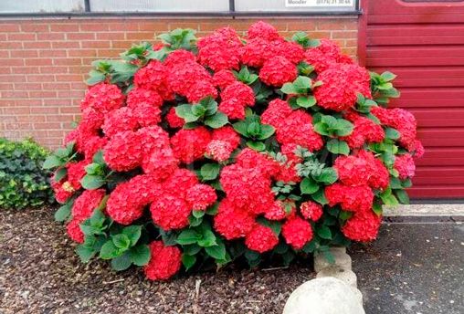 Растение Гортензия Macrophylla hot red 5/6 14х40 см