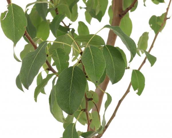 Саженец Декоплант груши 2р (C7)