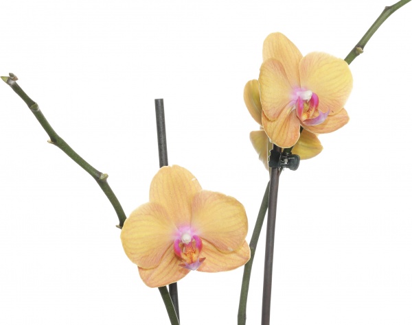 Растение комнатное Фаленопсис микс 1 ствол 12/60-70