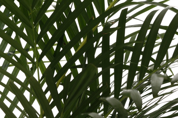 Рослина кімнатна Арека 27/150