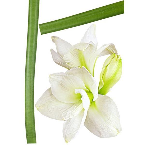 Декоративная наклейка Амарелиус