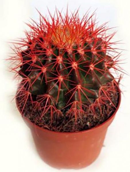Кактус разноцветный 8/10
