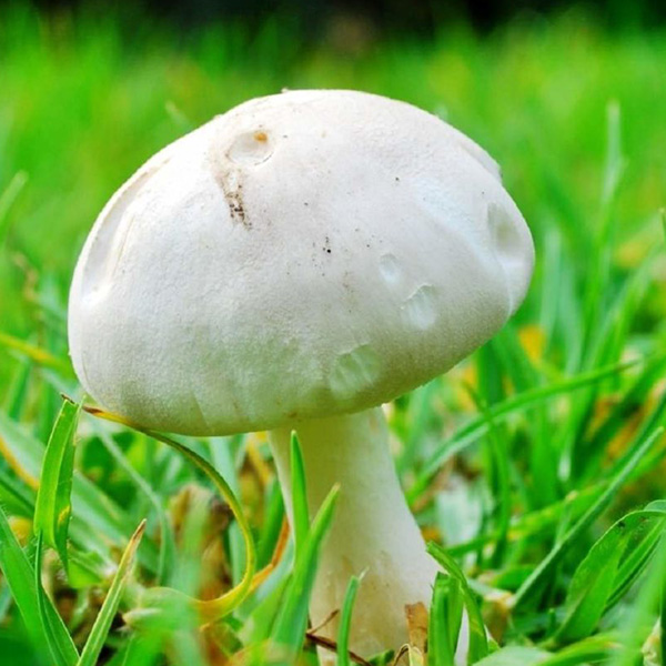 Міцелій Яскрава печериці садові