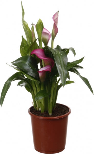 Рослина кімнатна Калла мікс 13/45