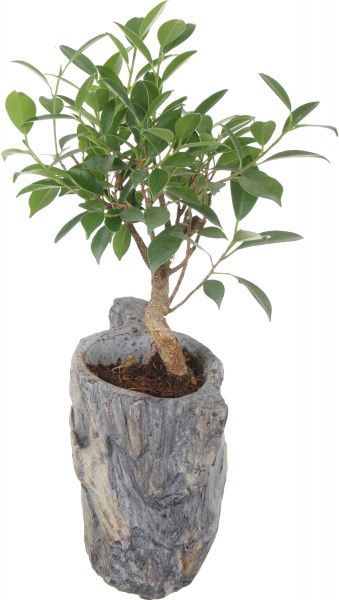 Растение Бонсай микс в плошке 20/30