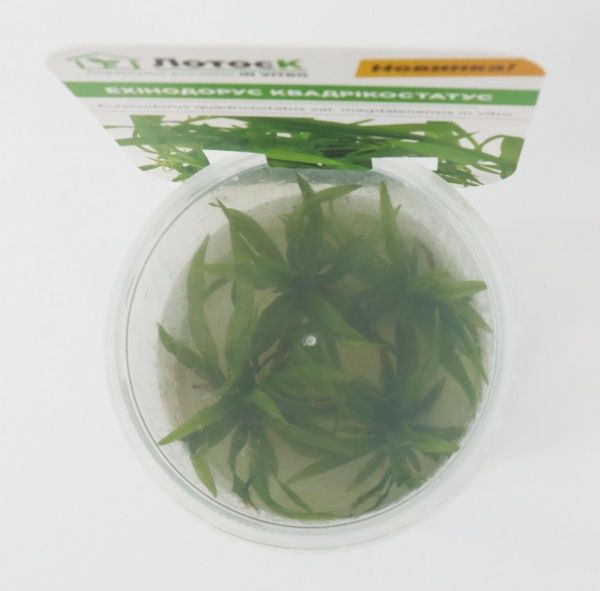 Рослина акваріумна Лотос Ехінодорус квадрікостатус (Echinodorus quadricostatus var. magdalenensis in vitro)