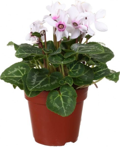 Рослина кімнатна Цикламен міні мікс 10x25 см
