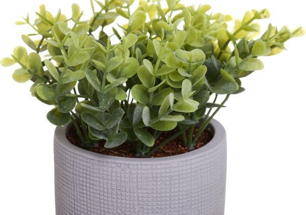 Цветочная композиция Кализия в цементном сером горшке 9.7х18 см