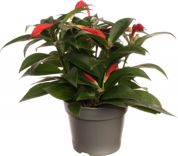 Растение комнатное Эсхинантус 11/25