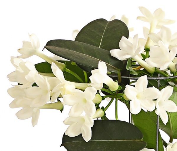 Рослина Стефанотіс 12/45