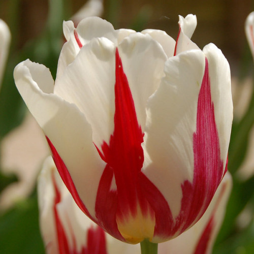 Луковица Тюльпан Триумф Rem's Sensation 3 шт. 