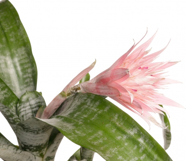 Растение декоративное Эхмея Примера розовая L 15/60