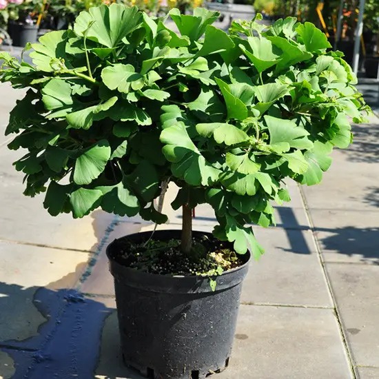 Растение Гинкго билоба / Ginkgo biloba Troll, С10 Ра