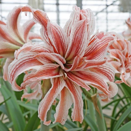 Луковица Яскрава Гиппеаструм махровый Doublet 