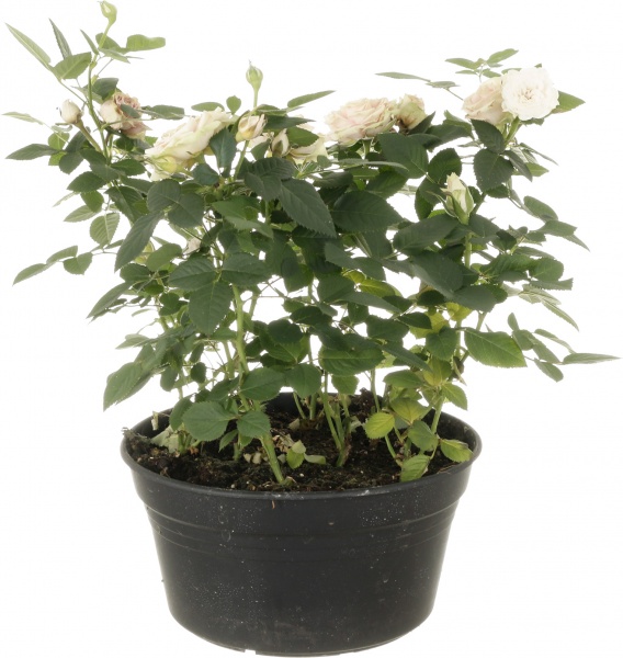 Растение Роза микс 20x35 см
