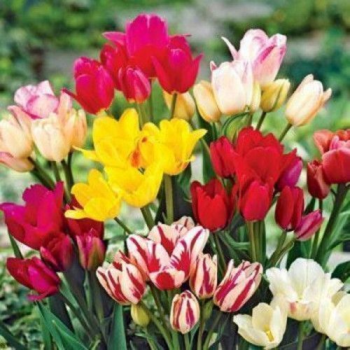 Луковица Яскрава Тюльпан многоцветковый Смесь 3 шт. 