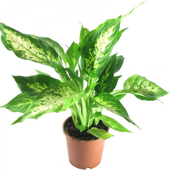 Растение комнатное Диффенбахия 12/45 микс