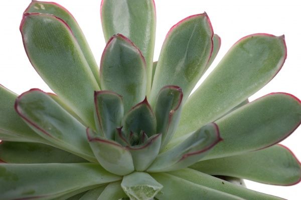 Растение Эхеверия в керамике 8/10