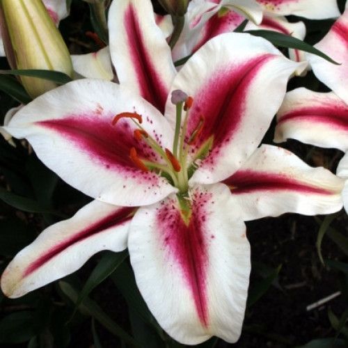 Луковица Лилия ориентальная Hachi 1 шт. 