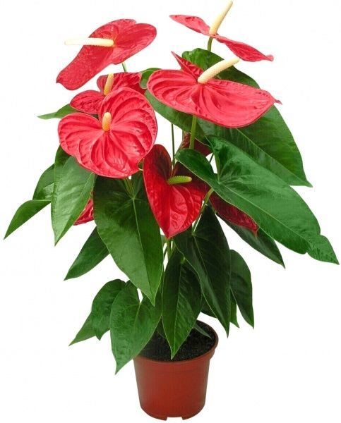 Растение комнатное Антуриум Red 17/60