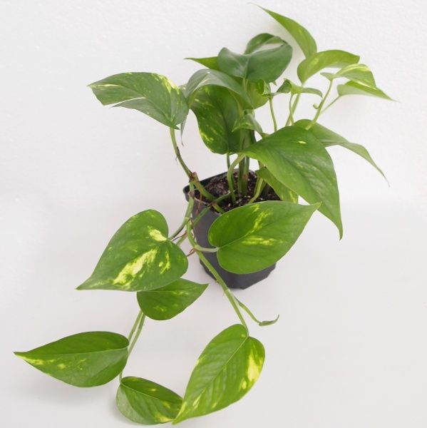 Растение Эпипремнум золотистый Неон
