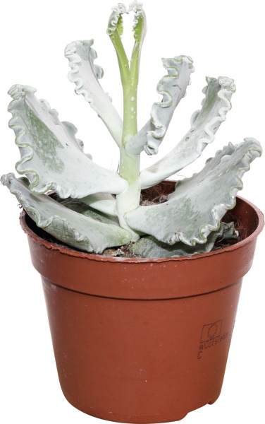 Растение Котиледон 09/15