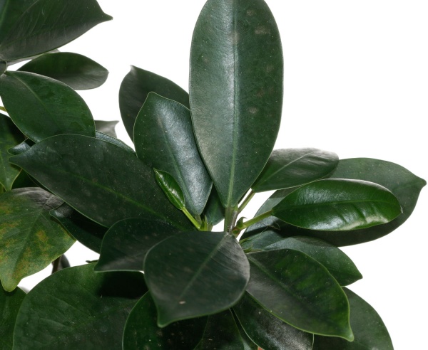 Растение комнатное Бонсай 15/30 микс