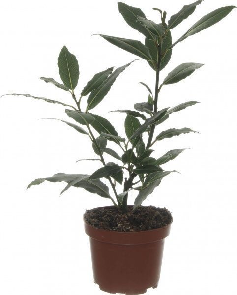 Рослина лавр Laurus nobilis (LAURIER) 10/25
