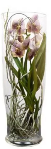 Рослина ванда Cilindervaas в асортименті 30 см