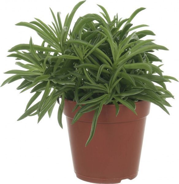 Рослина Пеперомія Peperomia happy bean 12/12-15