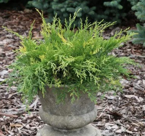 Растение Микробиота перекрестно парная Карнавал/Microbiota decussata 'Carnival' С2 /Н 10-15