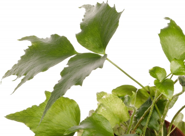 Растение комнатное Папоротная микс 8/20