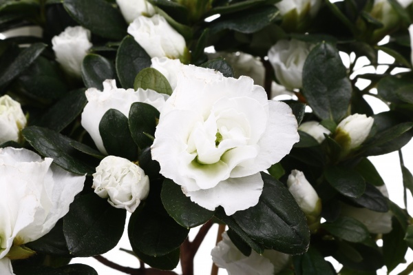 Растение комнатное Азалия штамб микс d13/h40