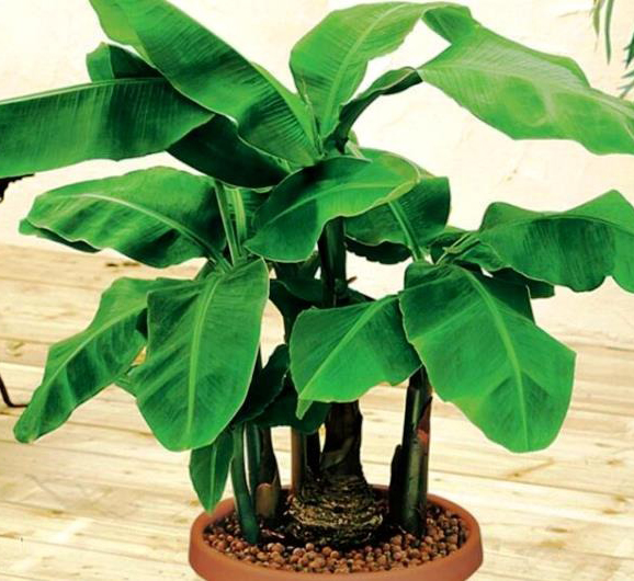 Растение Банан d17/h70