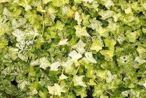 Растение Плющ обыкновенный Профессор Сенета/ Hedera helix Profesor Seneta C5