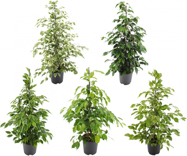 Растение Фикус бенджамина микс d21/h90