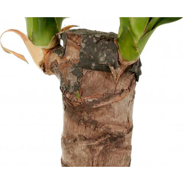 Рослина Юкка 14/40