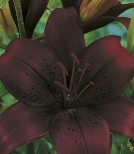 Цибулина Яскрава Лілія азіатська Dimention 1 шт. 