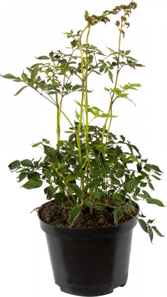 Растение Астильба Weisse Gloria С3