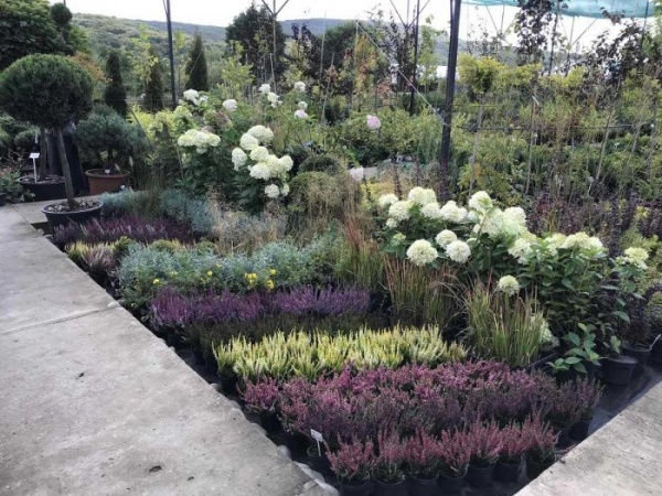 Растение Верес / Calluna vulgaris в ассортименте Р12