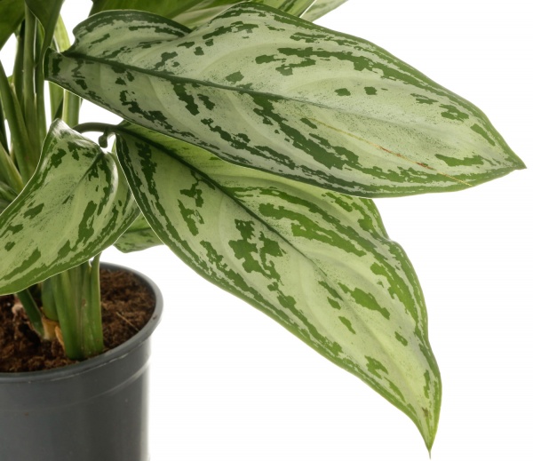 Растение комнатное Аглаонема микс 14x40 см