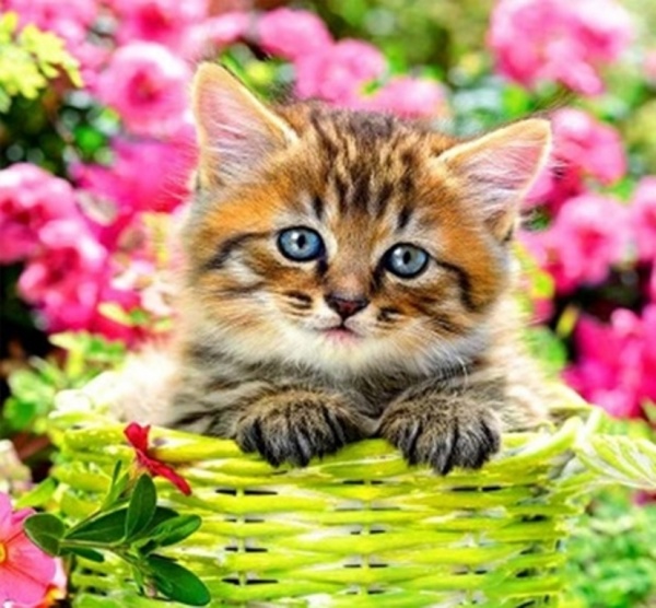 Набор для творчества Маленькая радость 30x30 см 188701 Діамантові ручки 