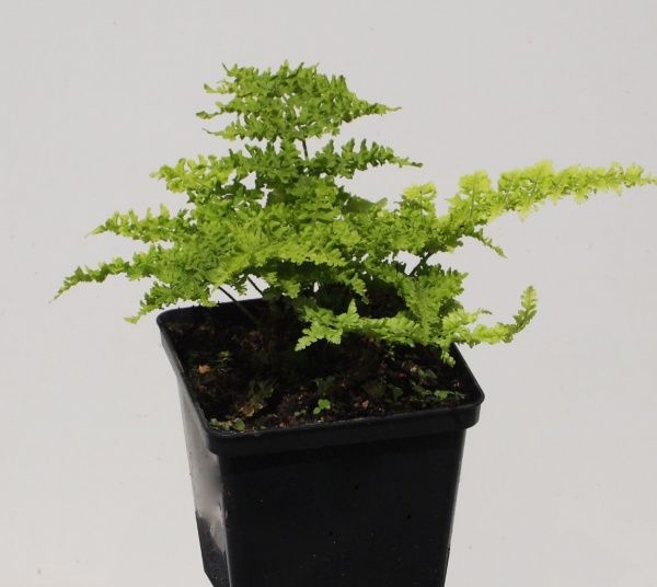 Растение декоративное Лотос К Щитовник австралийский (Dryopteris australica 'Crispa Whiteside')